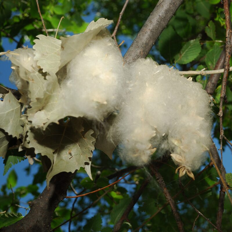 Cottonwood - Image 3