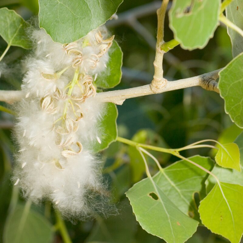 Cottonwood - Image 4