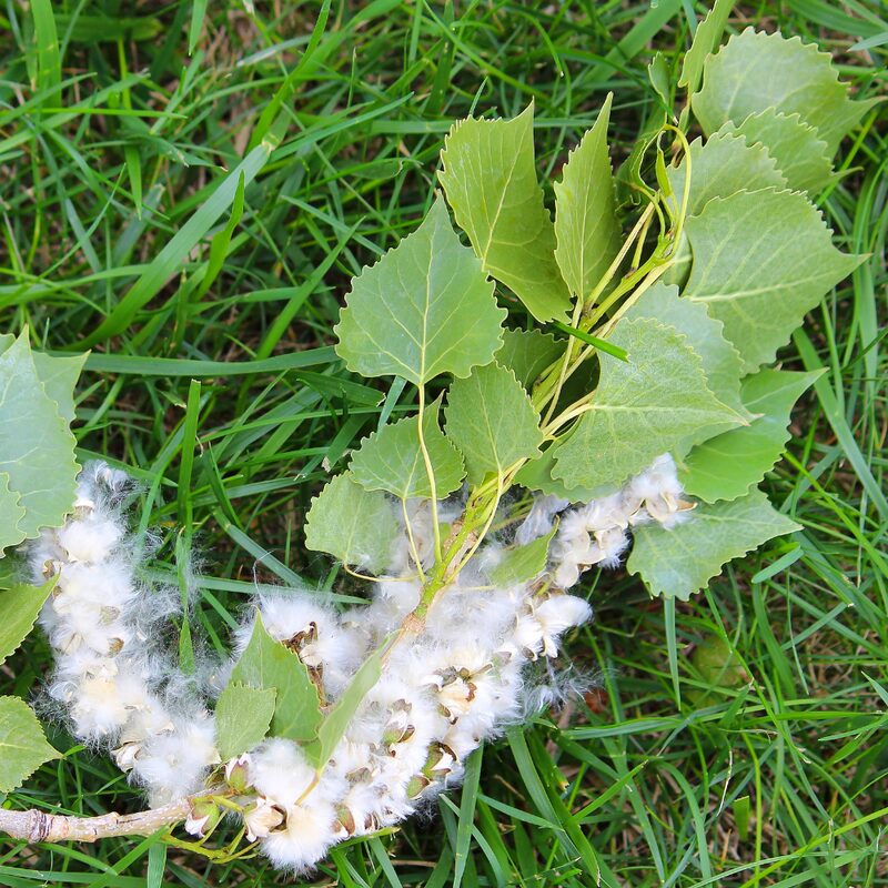 Cottonwood - Image 2