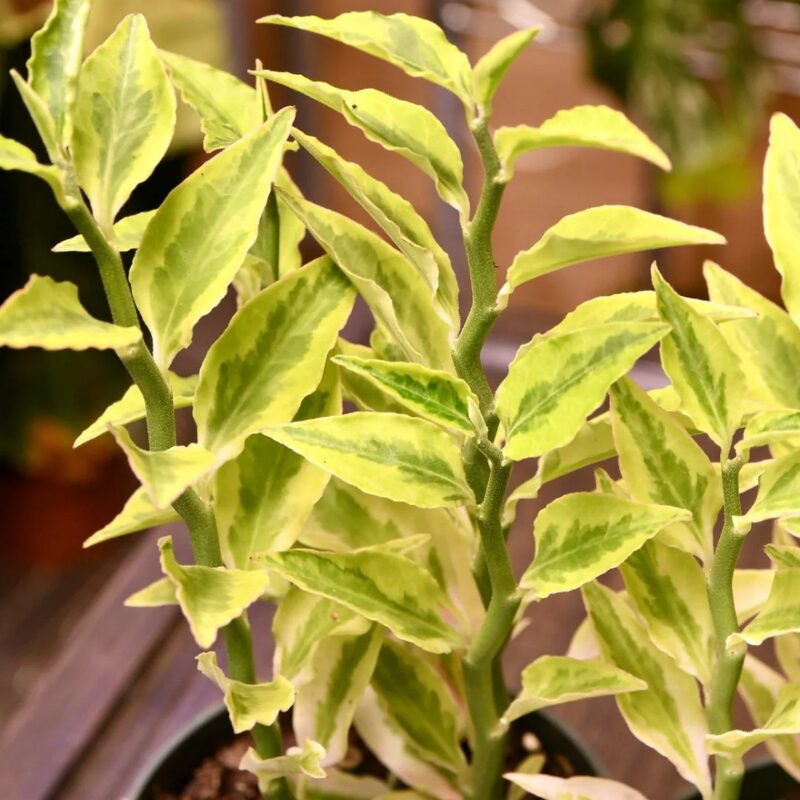 Arbequina Olive - Image 4