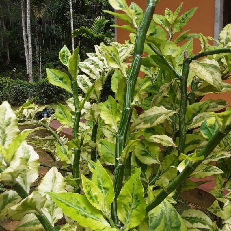 Arbequina Olive - Image 3