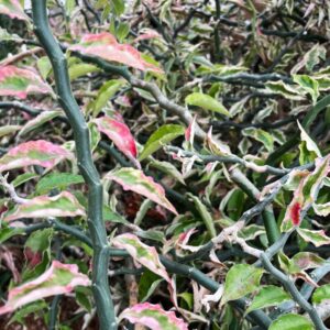 Alternative view of Arbequina Olive