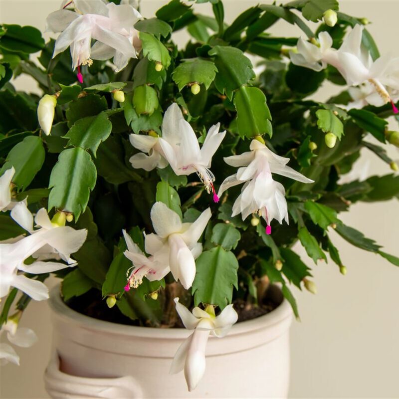 Thanksgiving Cactus - Image 3
