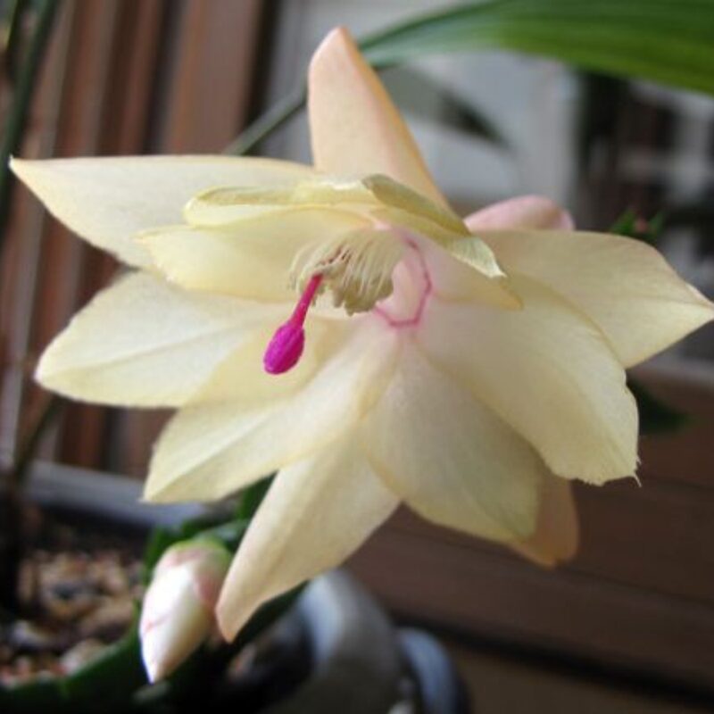Thanksgiving Cactus - Image 2