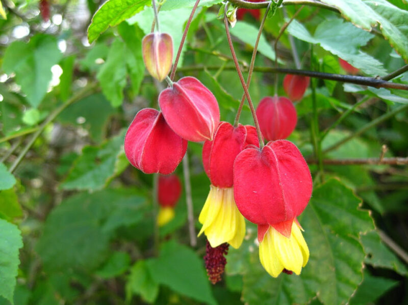 Abutilon Chinese Lantern Flowering Maple - Image 6
