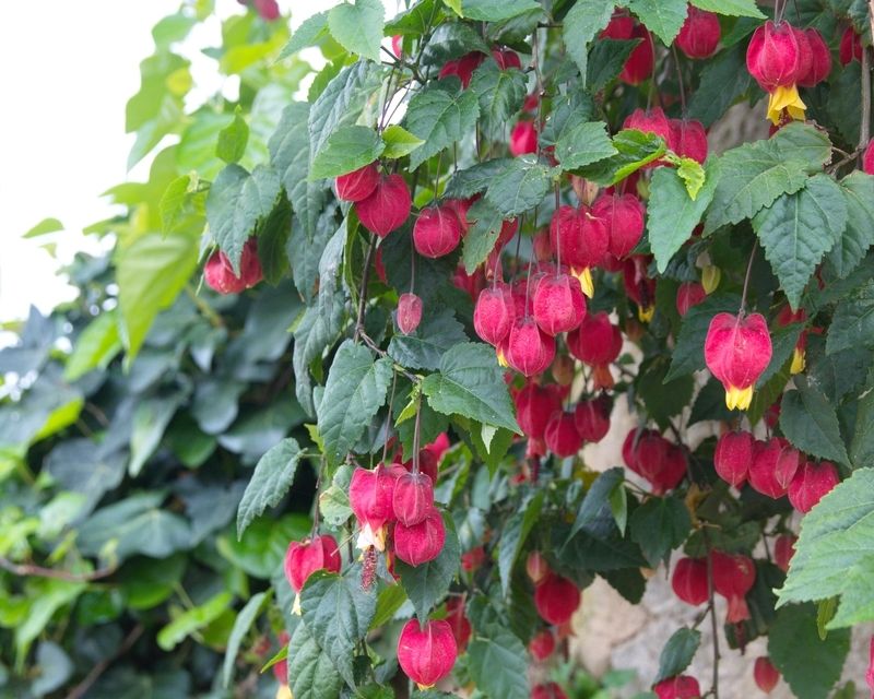 Abutilon Chinese Lantern Flowering Maple - Image 4