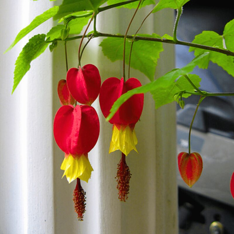 Abutilon Chinese Lantern Flowering Maple - Image 2