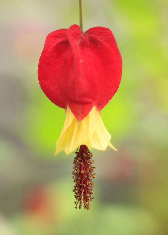 Abutilon Chinese Lantern Flowering Maple - Image 3