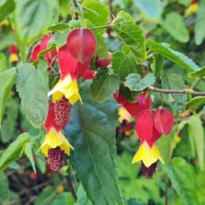 Abutilon Chinese Lantern Flowering Maple