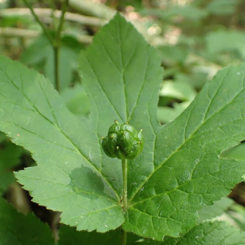 Goldenseal Roots Hydrastis Canadensis - Image 4