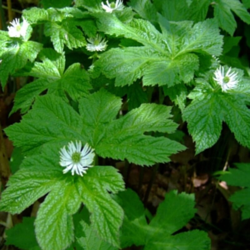 Goldenseal Roots Hydrastis Canadensis - Image 5