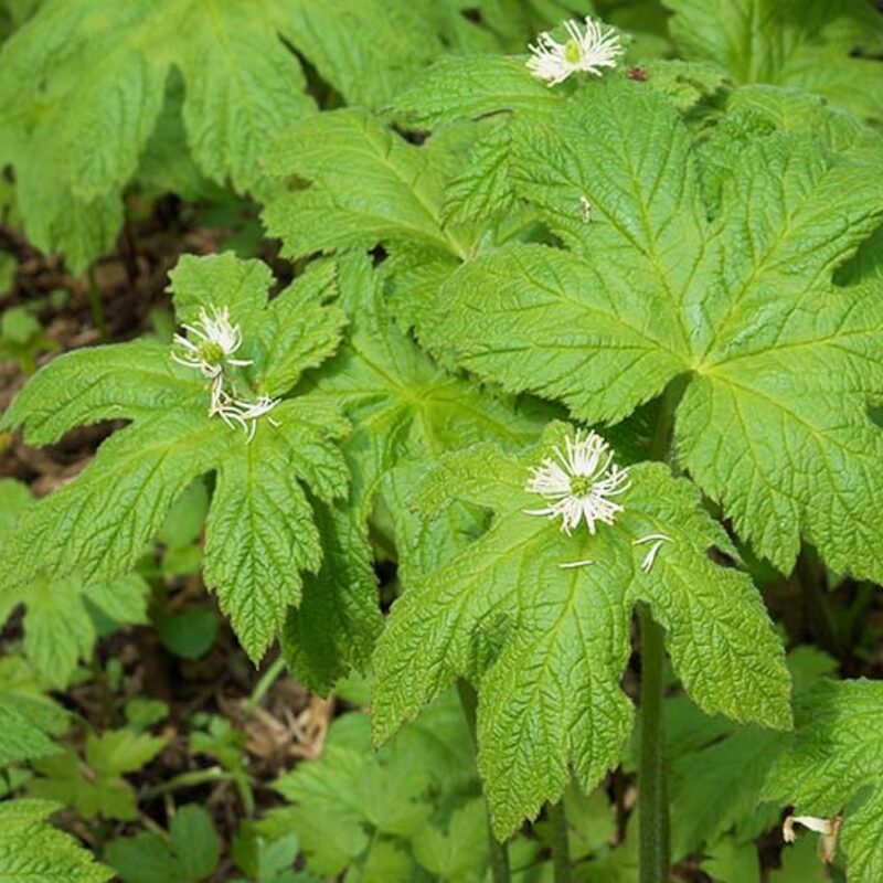 Goldenseal Roots Hydrastis Canadensis - Image 2