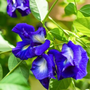 Blue Butterfly Pea