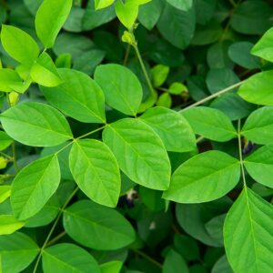 Alternative view of Blue Butterfly Pea