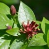 Sweet Shrub Carolina Allspice