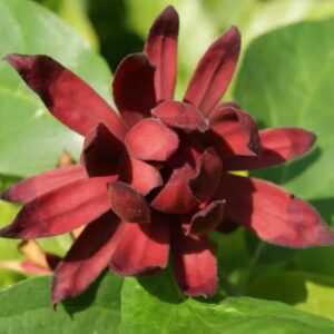 Alternative view of Sweet Shrub Carolina Allspice