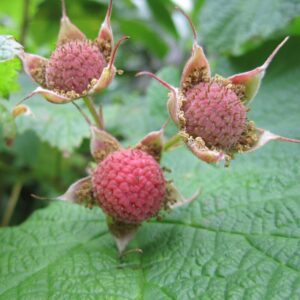 Alternative view of Thimbleberry