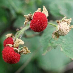 Thimbleberry