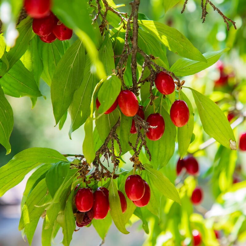 Cornelian Cherry Dogwood - Image 5