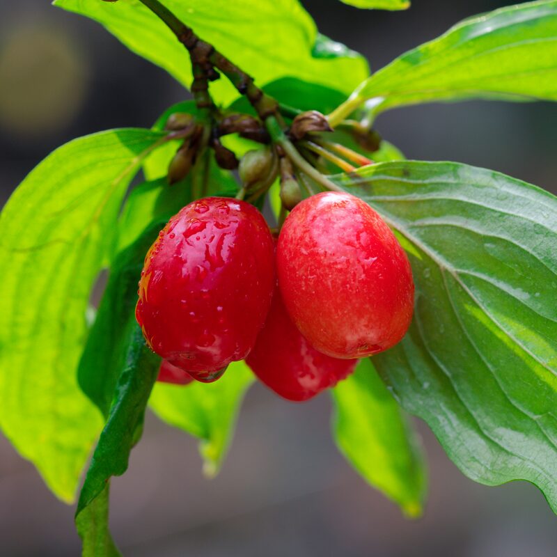 Cornelian Cherry Dogwood - Image 4