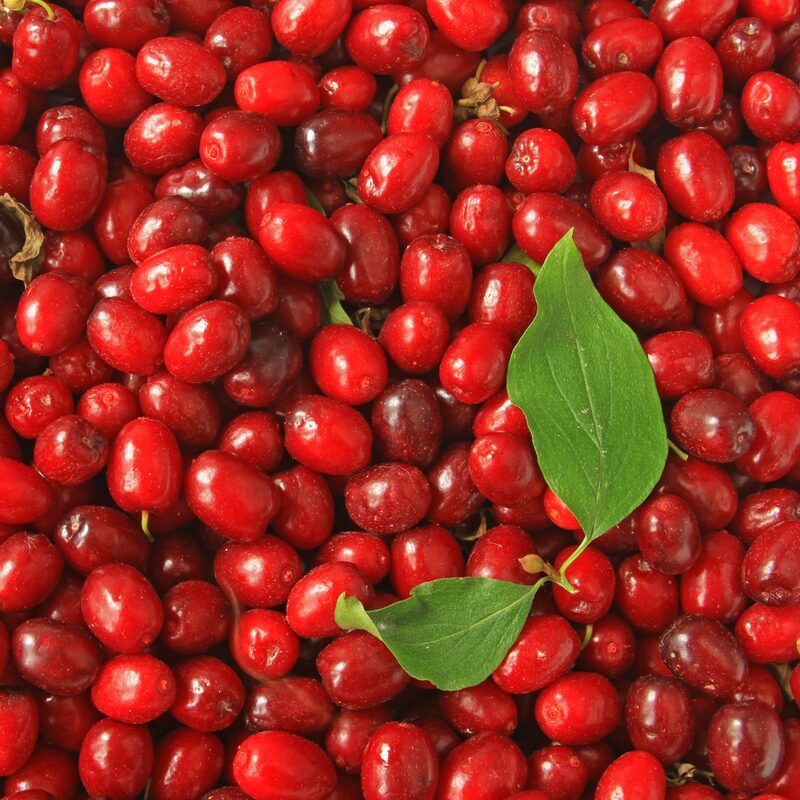 Cornelian Cherry Dogwood - Image 3