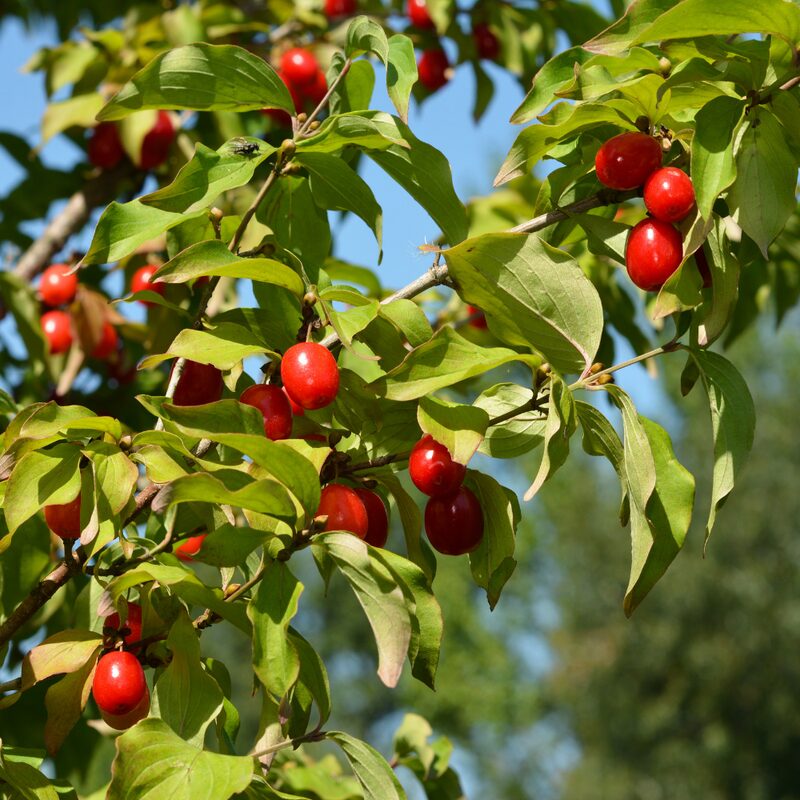 Cornelian Cherry Dogwood - Image 2