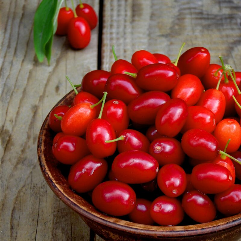 Cornelian Cherry Dogwood