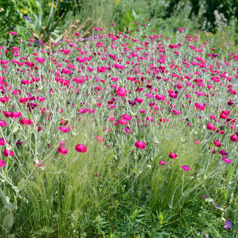 Rose Campion - Image 5