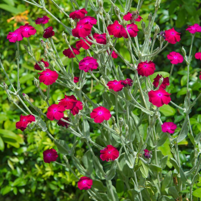 Rose Campion - Image 4