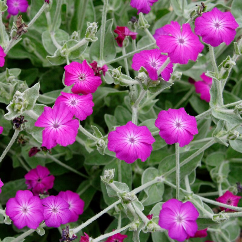 Rose Campion - Image 2