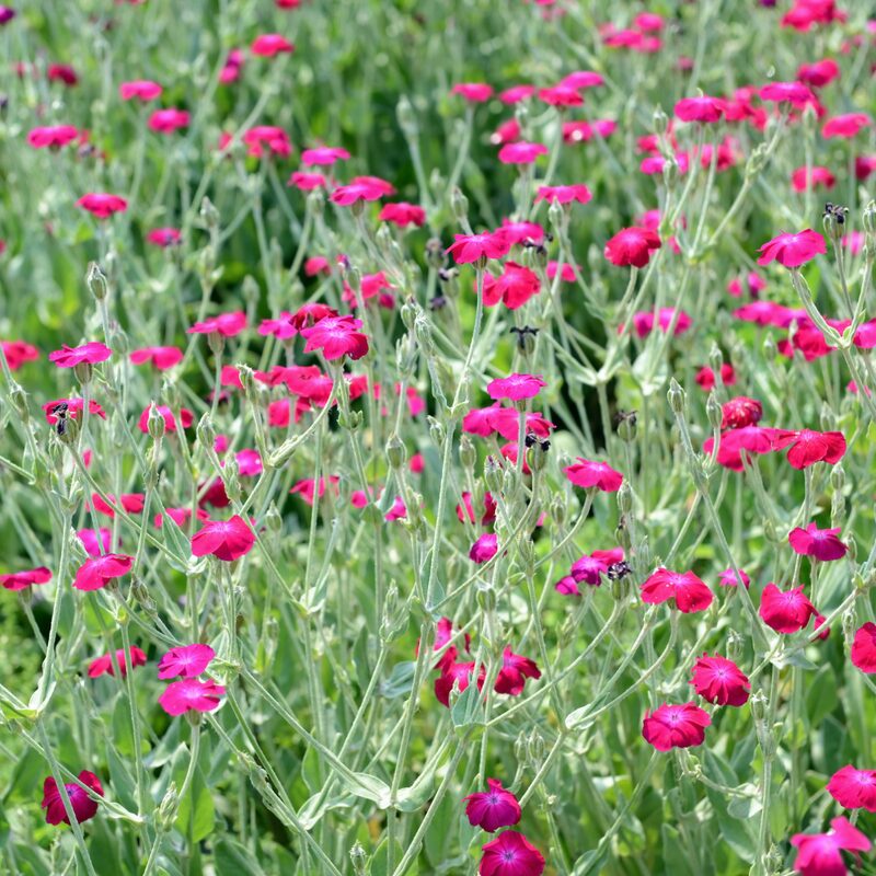 Rose Campion - Image 3