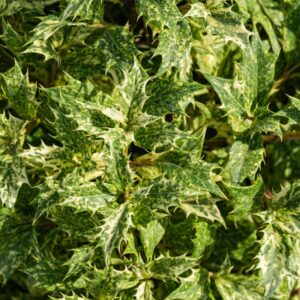 Alternative view of Osmanthus heterophyllus 'Goshiki'