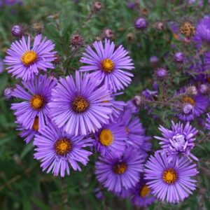 Asters are beautiful daisy-like flowers