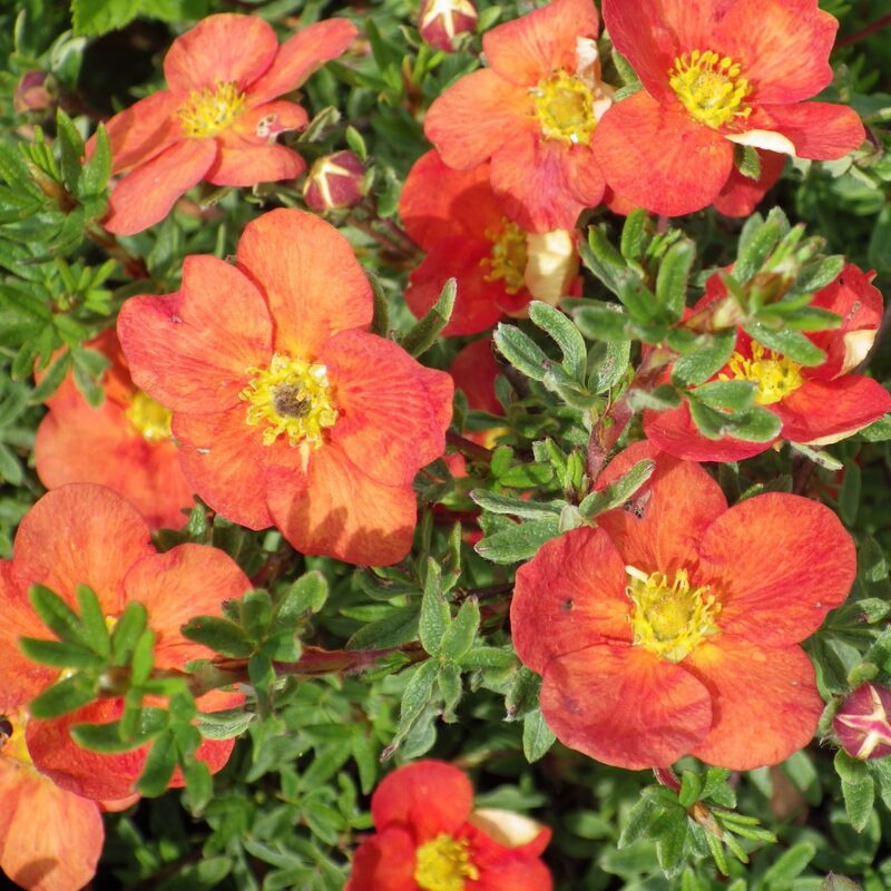 Potentilla Shrubby Cinquefoil - Image 3