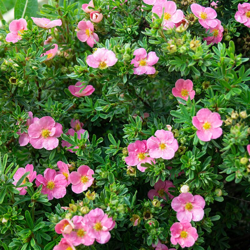 Potentilla Shrubby Cinquefoil - Image 2