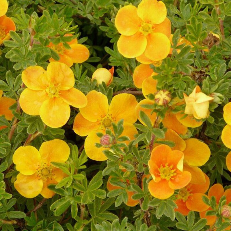 Potentilla Shrubby Cinquefoil