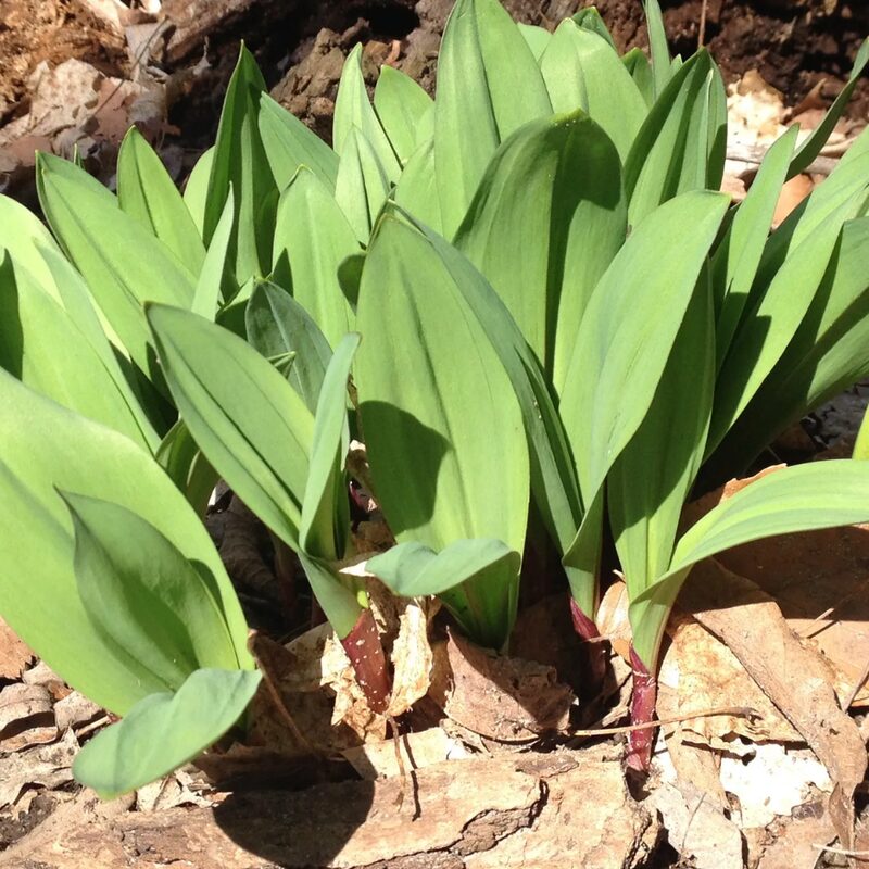 Ramp Wild Leeks - Image 5