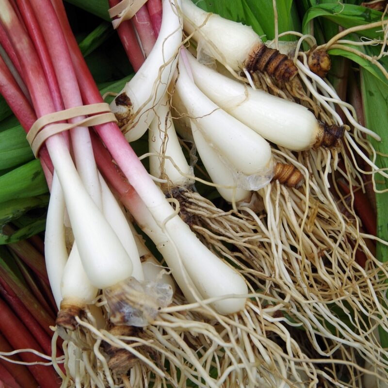 Ramp Wild Leeks - Image 4