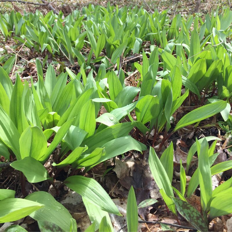 Ramp Wild Leeks - Image 3