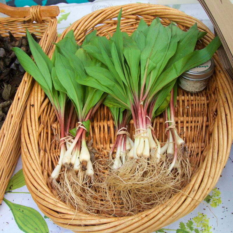 Ramp Wild Leeks - Image 2