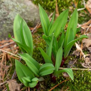 Ramp Wild Leeks