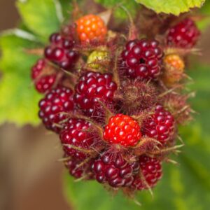 Alternative view of Japanese Red Wineberry