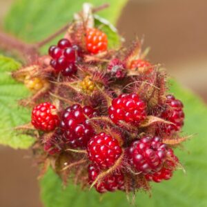 Japanese Red Wineberry