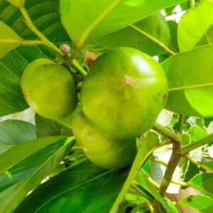 Alternative view of Sapote