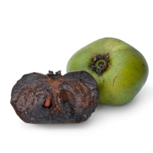 Sapote