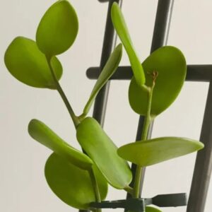 Alternative view of Silver Dollar Vine