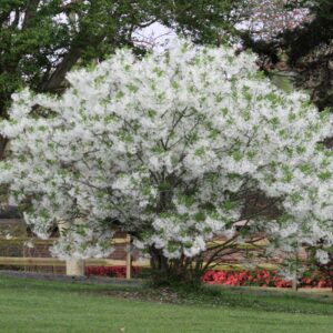 White Fringe Flower