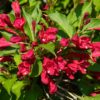 Weigela Flower