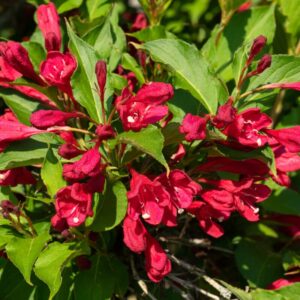 Weigela Flower