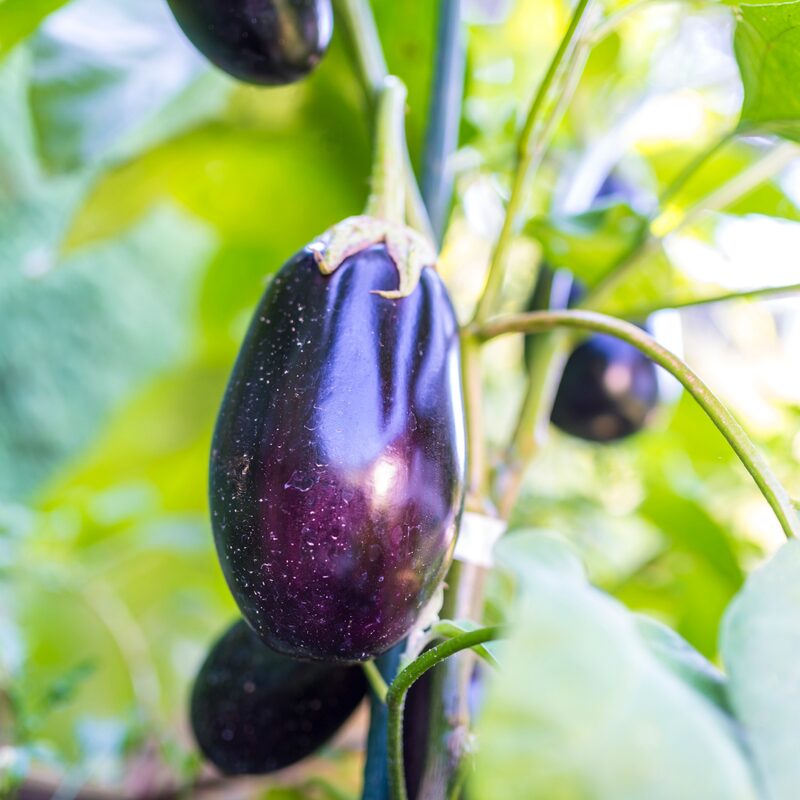 Black Beauty Eggplant - Image 5